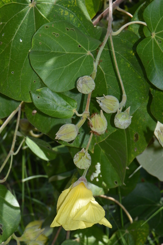 sea hibiscus