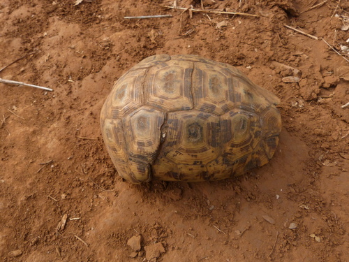 Eastern Hinged-Back Tortoise