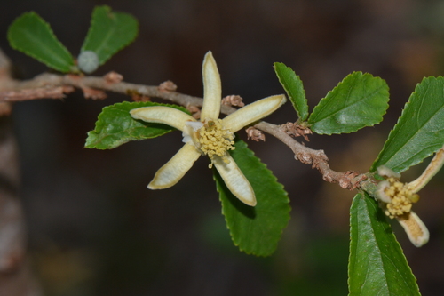 Grewia lepidopetala