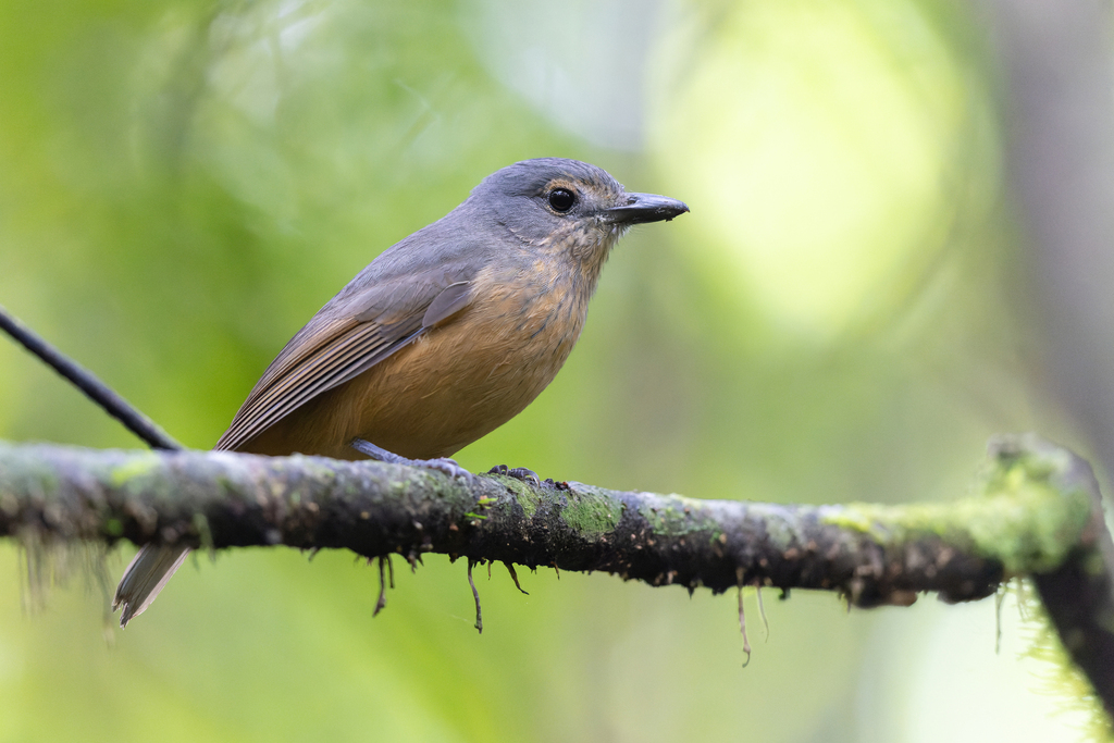 Bower's Shrikethrush (Colluricincla boweri) photo