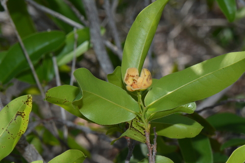 Uvaria gracilipes