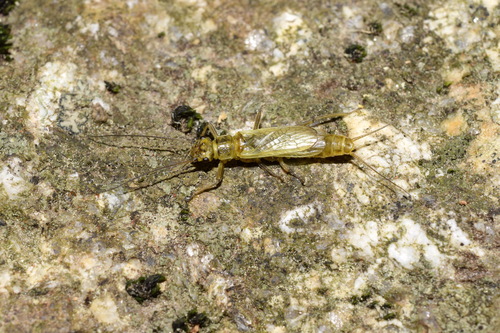 Isoperla curtata