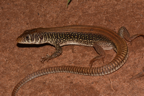 Ornate Scrub Lizard