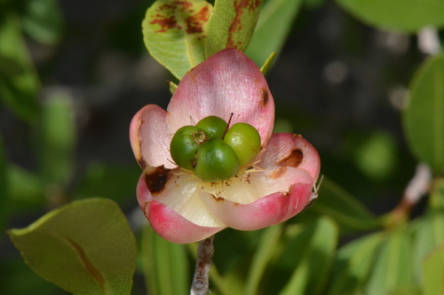 Ochna barbosae