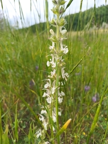 Pontic Sage