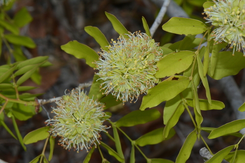 género Brachystegia · BioDiversity4All