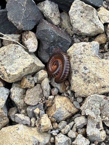 Rusty Millipede