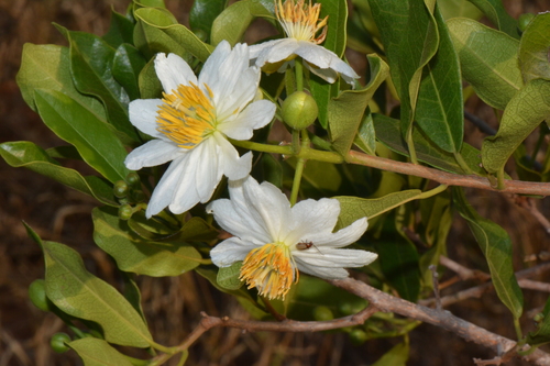 African Dogrose