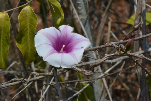 Zambezi Morning-Glory