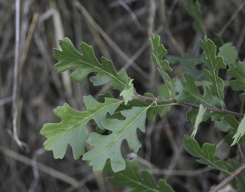 valley oak