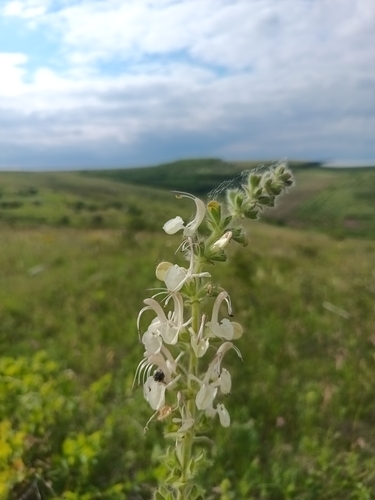 Pontic Sage