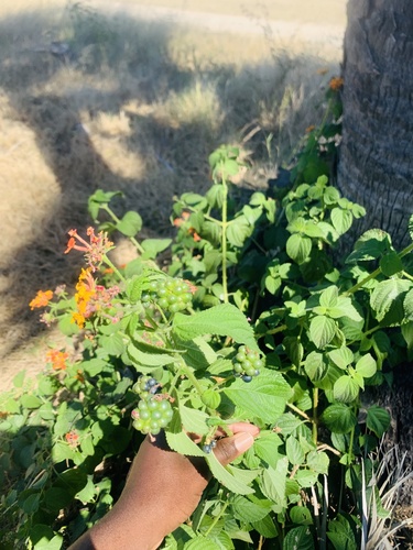 common lantana