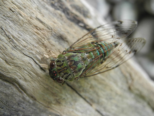 True Bugs (Hemipterans) of the Philippines's Check List · iNaturalist