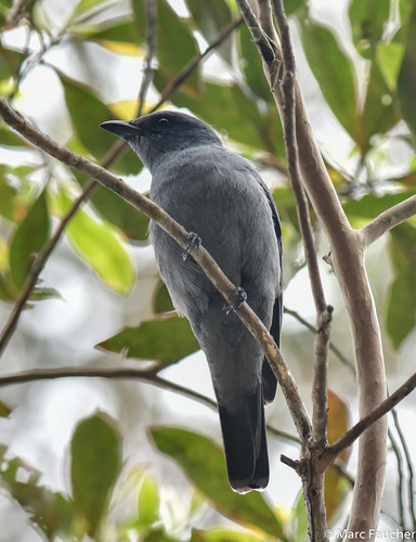 Sunda Cuckooshrike (Borneo) (Subspecies Coracina larvata normani ...