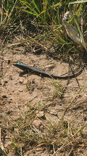 Speckle-lipped Mabuya