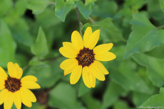 Helianthus debilis image