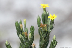 Pityopsis latifolia image