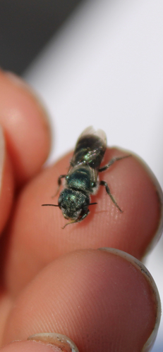 Osmia subfasciata