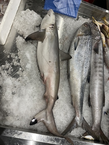 Spot-tail Shark