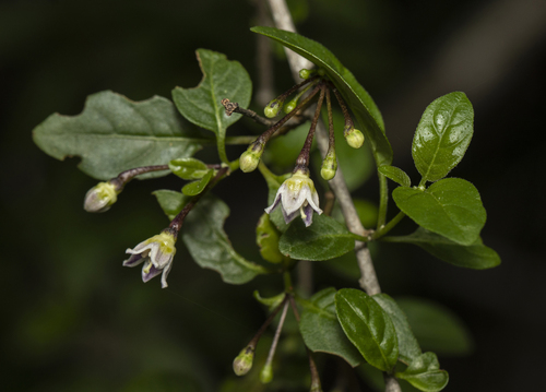 Capsicum caatingae