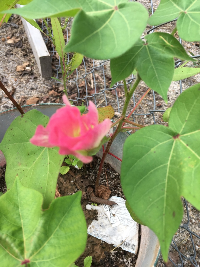 Gossypieae from Pheasant Rd, Van Buren, AR, US on September 14, 2019 at