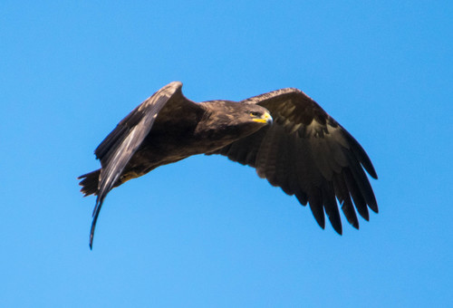 Lesser Spotted Eagle