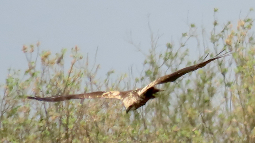 Western Marsh Harrier