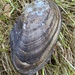 Stebėjimo nuotrauka