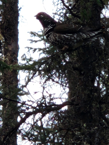 Spruce Grouse