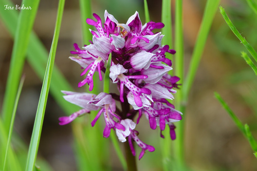 Orchis militaris