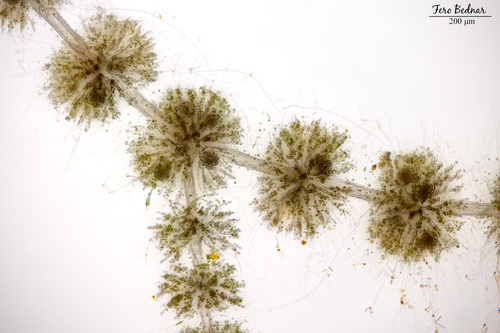 Paludicola turfosa