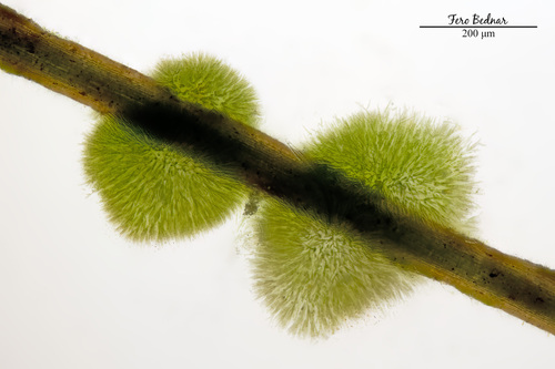 Chaetophoropsis elegans