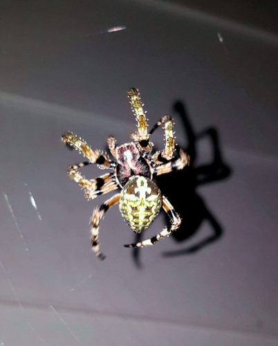 Giant Lichen Orbweaver