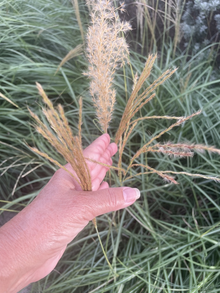 Miscanthus