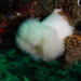 Plumose Anemones - Photo (c) Ivan Girling, all rights reserved, uploaded by Ivan Girling