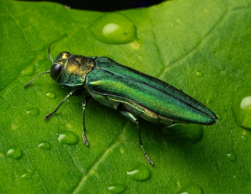 Agrilus