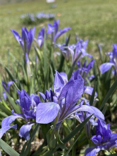 Iris lactea