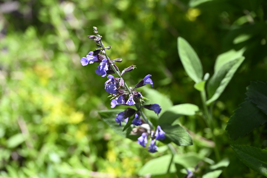 Salvia officinalis