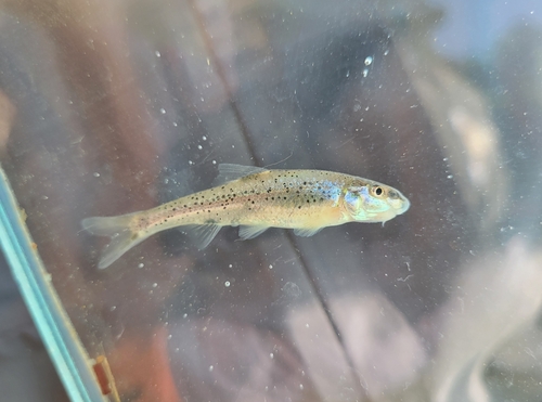 Shoal Chub