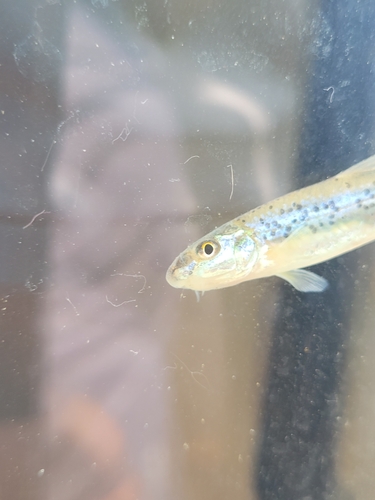 Shoal Chub
