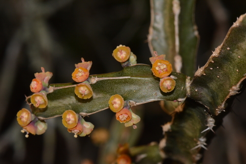 Euphorbia ambroseae