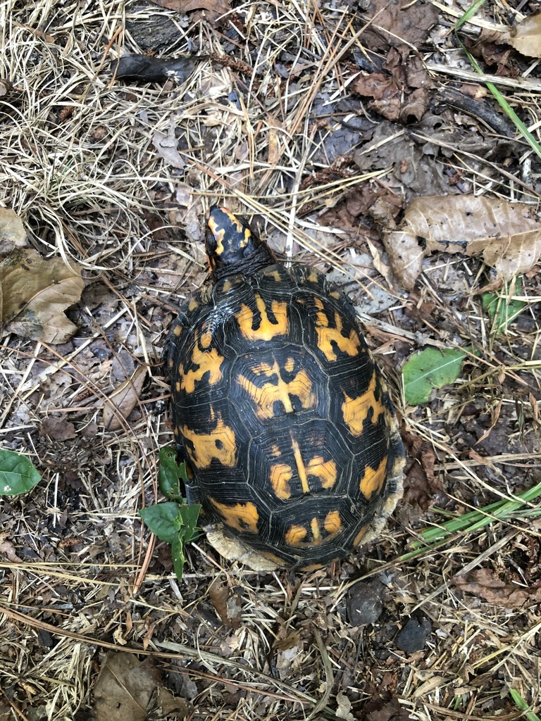 Eastern Box Turtle in September 2019 by trentdeason1 · iNaturalist