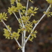 Phyllanthus pinnatus - Photo (c) Warren McCleland, todos los derechos reservados, subido por Warren McCleland