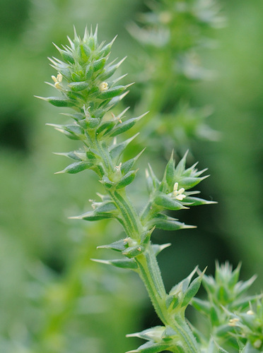Salsola kali ssp. kali
