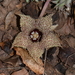 Huernia hystrix - Photo (c) Warren McCleland, all rights reserved, uploaded by Warren McCleland