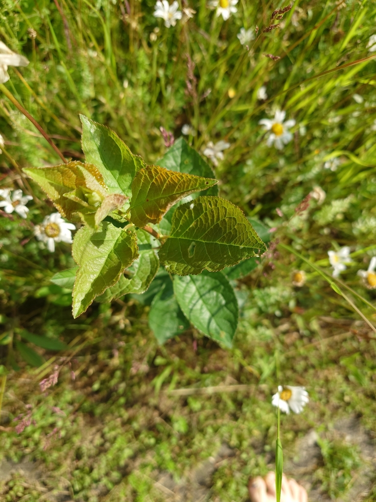 Prunus spinosa