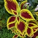 Coleus - Photo (c) mhills33, all rights reserved