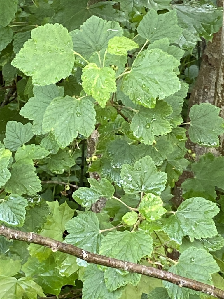 Ribes