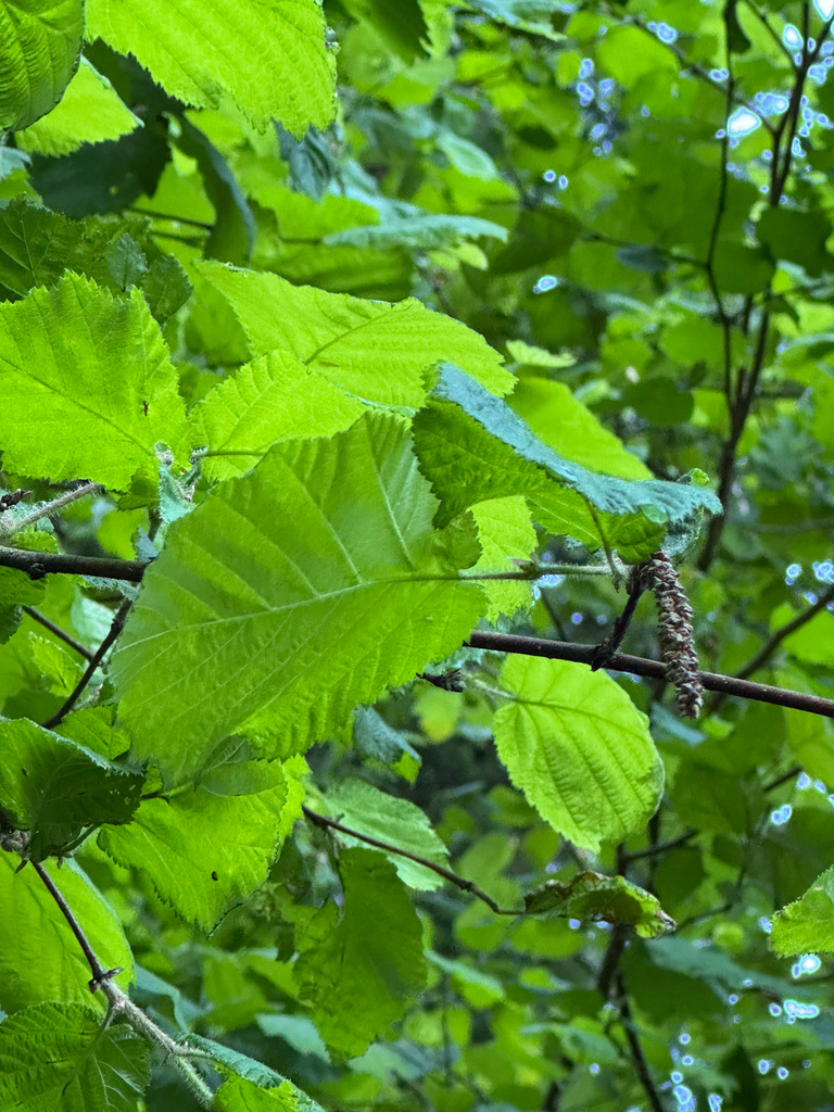 Corylus