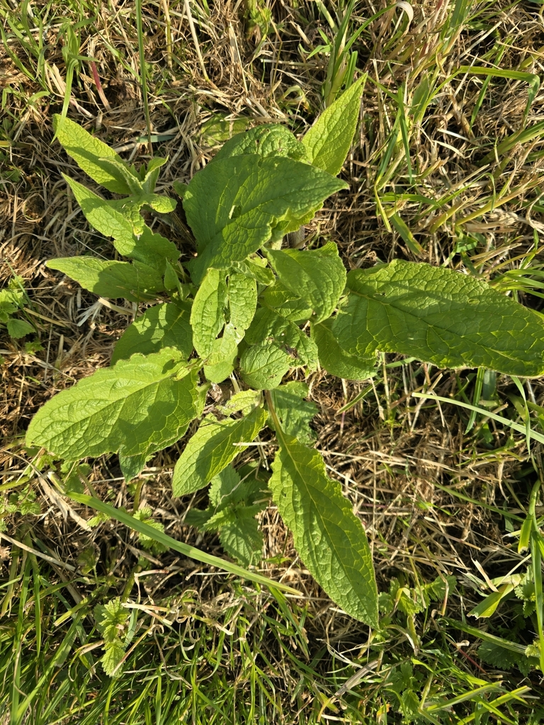 Symphytum